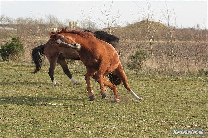 Anden særlig race Aavild's Timon SOLGT D': billede 7