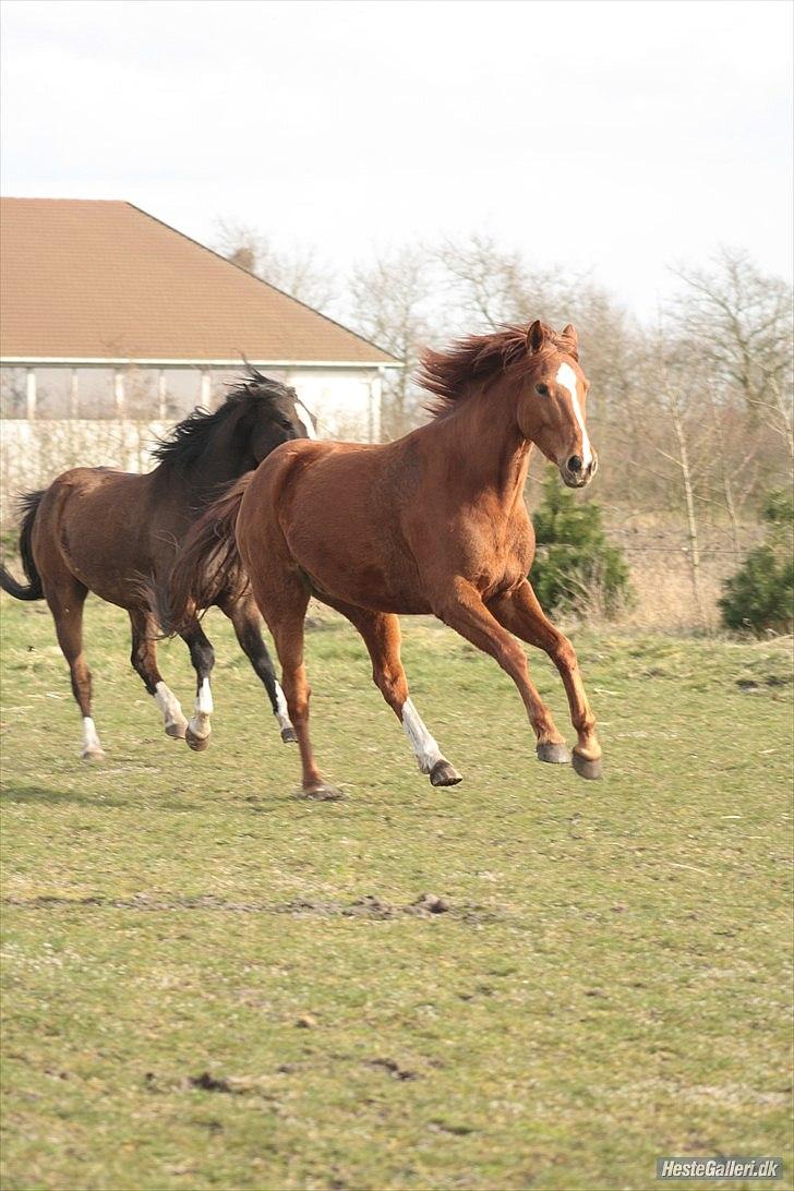 Anden særlig race Aavild's Timon SOLGT D': billede 8