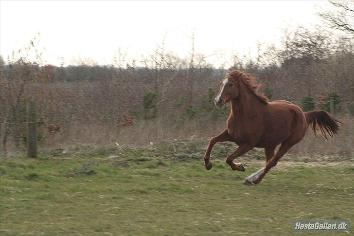 Anden særlig race Aavild's Timon SOLGT D': billede 9