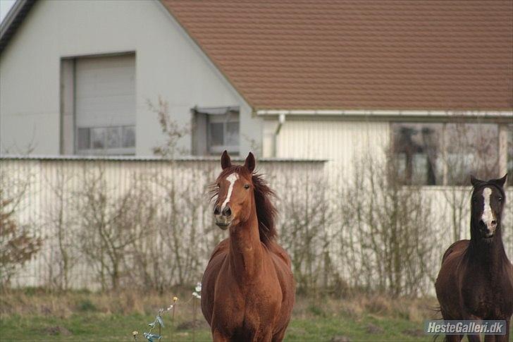 Anden særlig race Aavild's Timon SOLGT D': billede 10