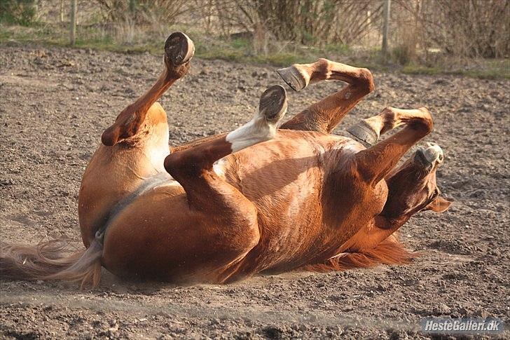 Anden særlig race Aavild's Timon SOLGT D': billede 11