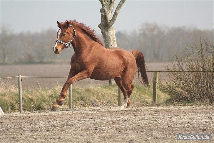 Anden særlig race Aavild's Timon SOLGT D': billede 12
