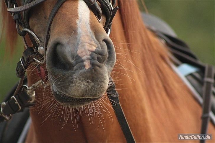 Anden særlig race Aavild's Timon SOLGT D': billede 13