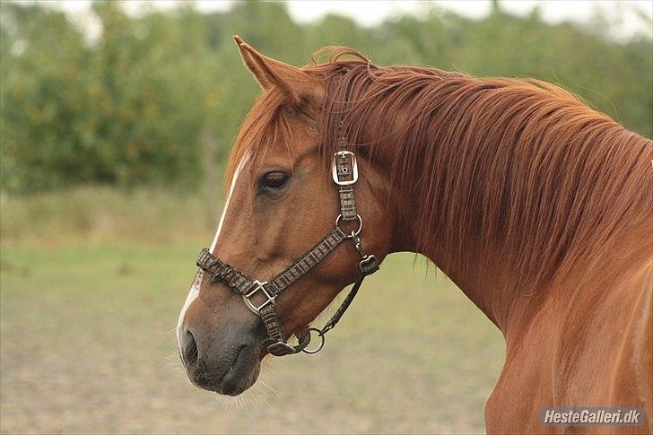 Anden særlig race Aavild's Timon SOLGT D': billede 14