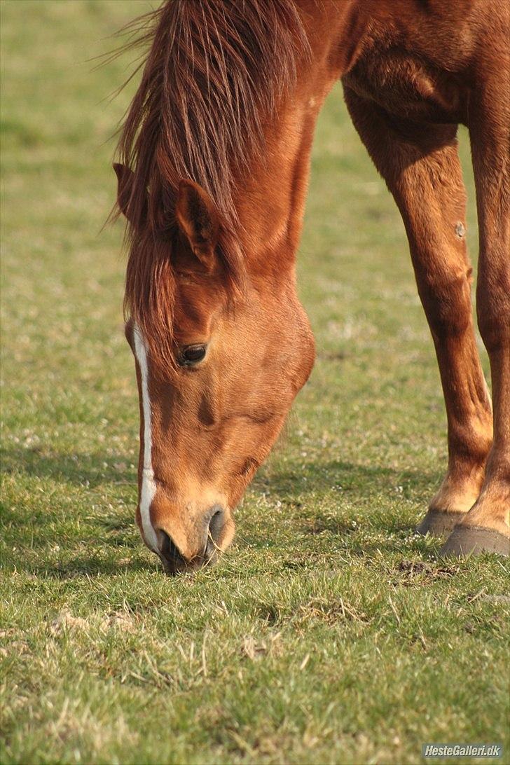 Anden særlig race Aavild's Timon SOLGT D': billede 15