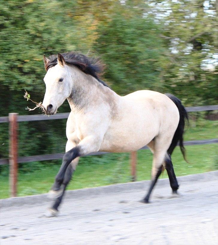 Connemara AC-Fearless Å'boy Engvang billede 10