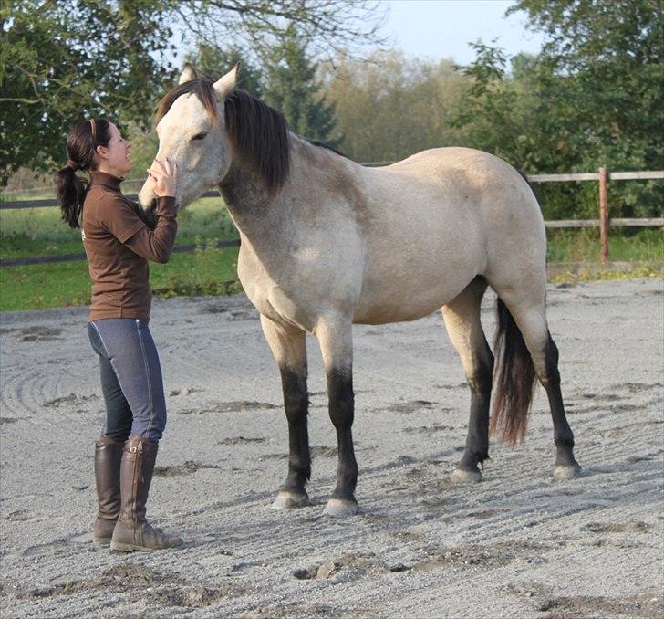 Connemara AC-Fearless Å'boy Engvang billede 9