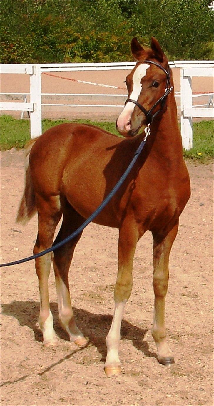 DSP Ferrari - Ferrari på følskue, 2010 billede 6