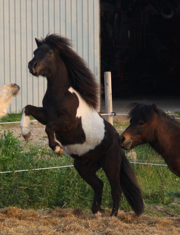 Shetlænder Vadehavets Figero *solgt* - Maj 2011 - Taget af CKJ Horses. billede 8