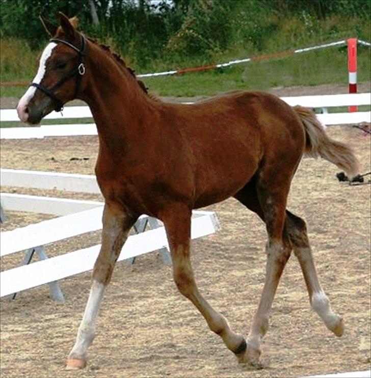 DSP Ferrari - Ferrari på følskue, 2010. Fik 8 for denne fine trav ,-)) billede 16