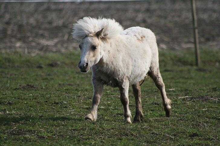 Shetlænder Aastrupgaards Pretty Lady - Pretty ca 2 mdr. før hun brækkede benet billede 10