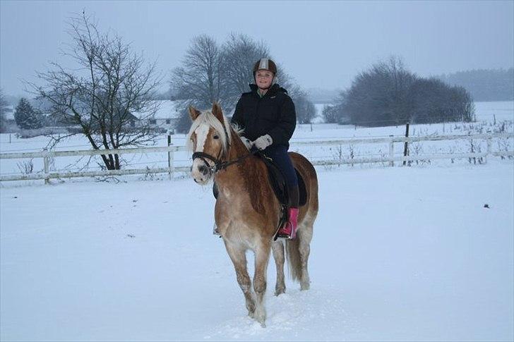 Haflinger Arion -  gl. part - billede 10