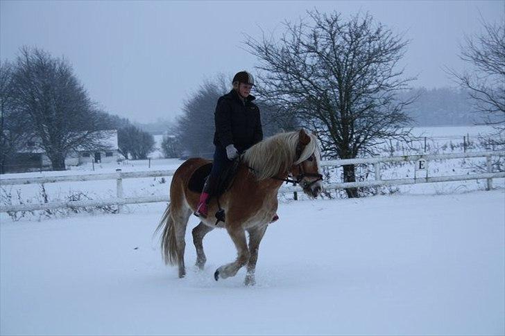 Haflinger Arion -  gl. part - billede 11
