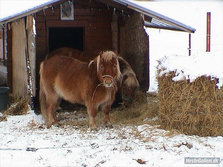 Shetlænder Ingstrups Sandra billede 5