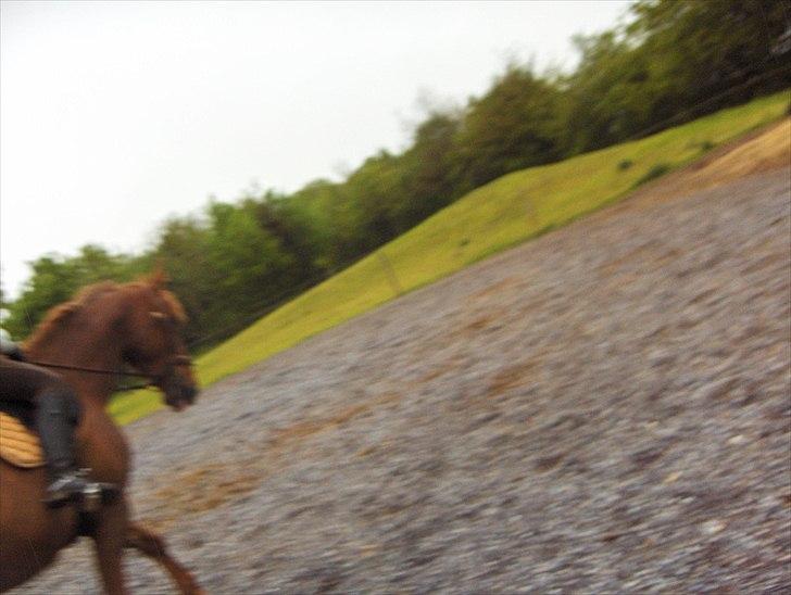 Anden særlig race Fie billede 5