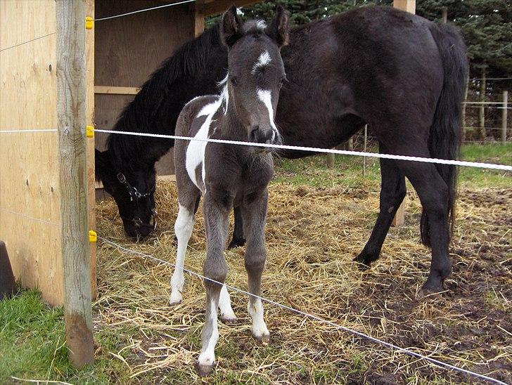 Anden særlig race Lotte billede 4