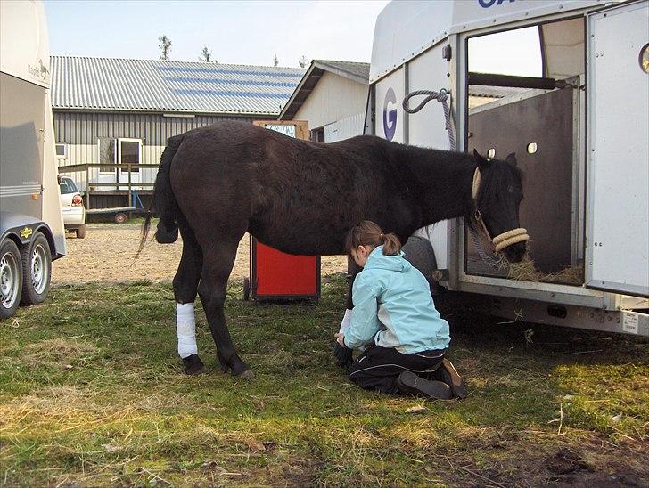 Anden særlig race Lotte billede 5