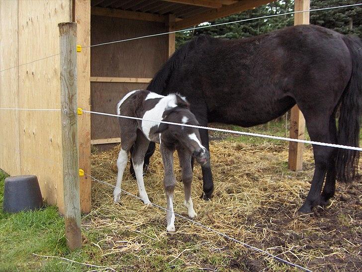 Anden særlig race Smilla billede 8