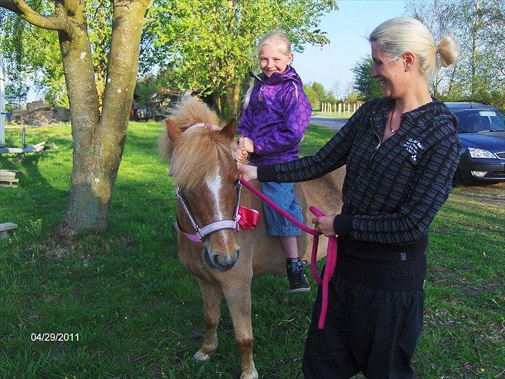 Welsh Pony (sec B) Rødsandsgaards Beauty - Den bedste fødselsdagsgave <3 billede 11