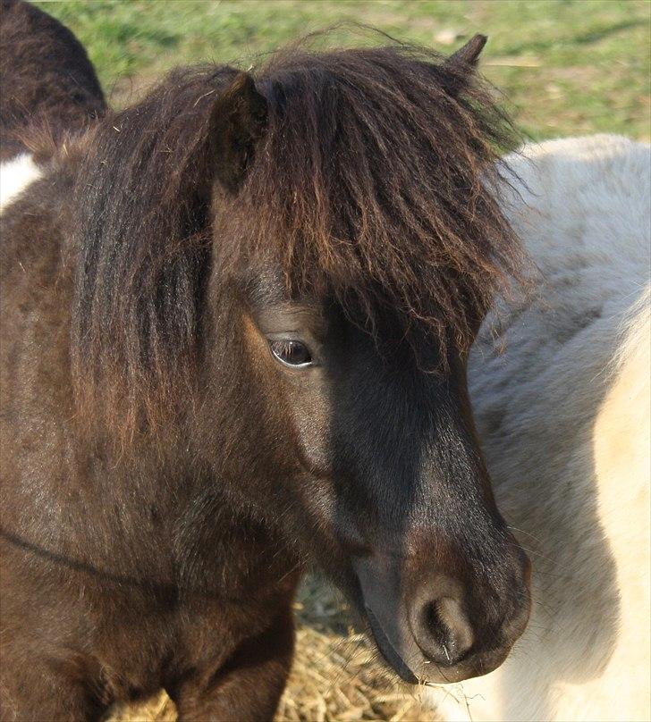 Shetlænder Vadehavets Figero *solgt* - Maj 2011 - Taget af CKJ Horses billede 12