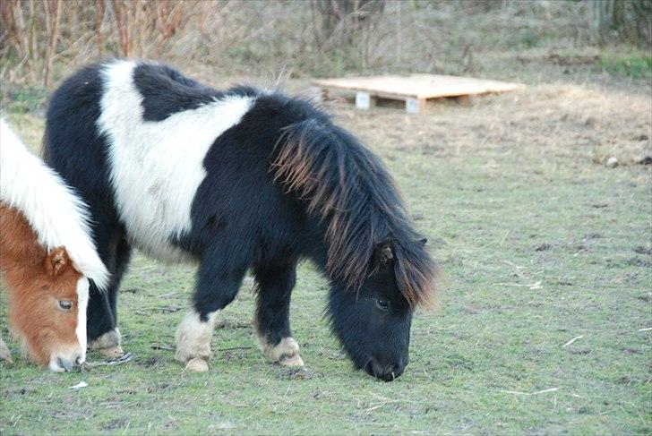 Shetlænder Vadehavets Figero *solgt* billede 13