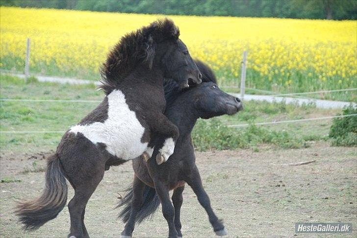 Shetlænder Vadehavets Figero *solgt* - Maj 2011 - Min smukke hingstebasse :) billede 16