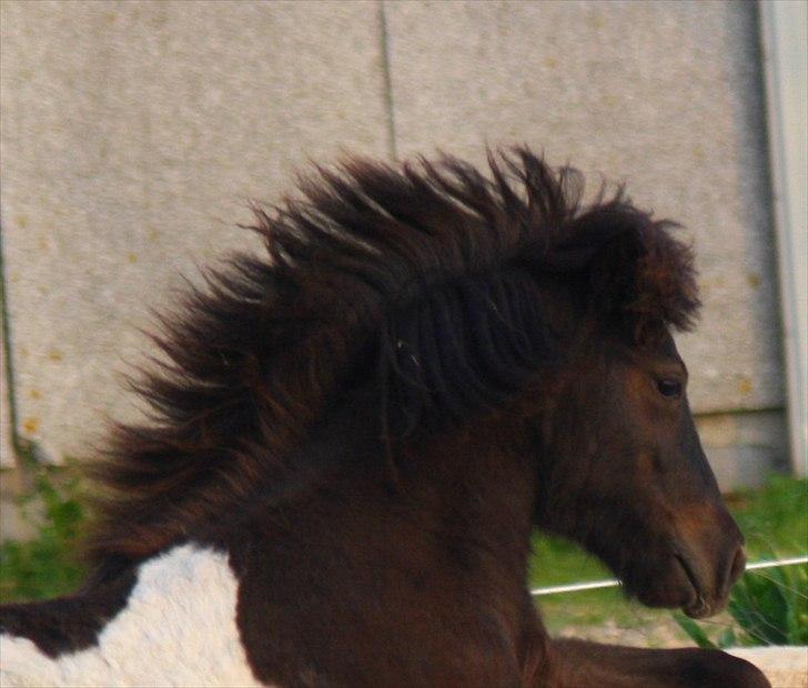 Shetlænder Vadehavets Figero *solgt* - Maj 2011 - Taget af CKJ Horses billede 20