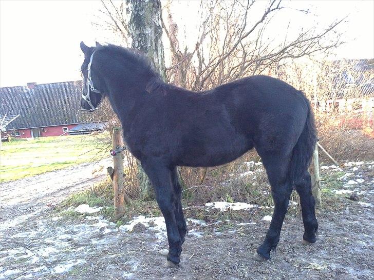 Frieser • Precious Little G • - Little G. D. 12/12-2o1o billede 20