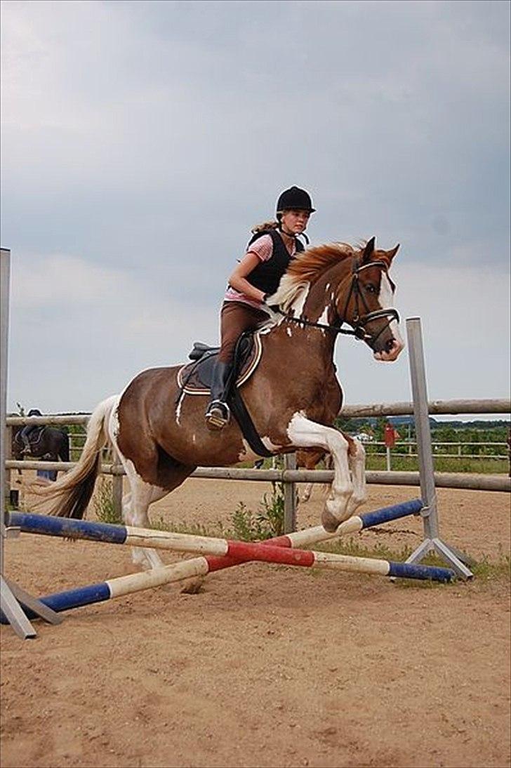 Pinto safri højgård billede 1