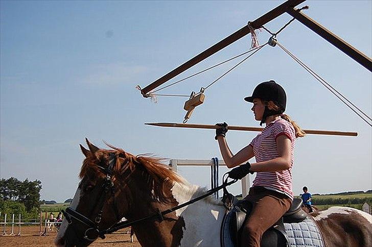 Pinto safri højgård billede 3