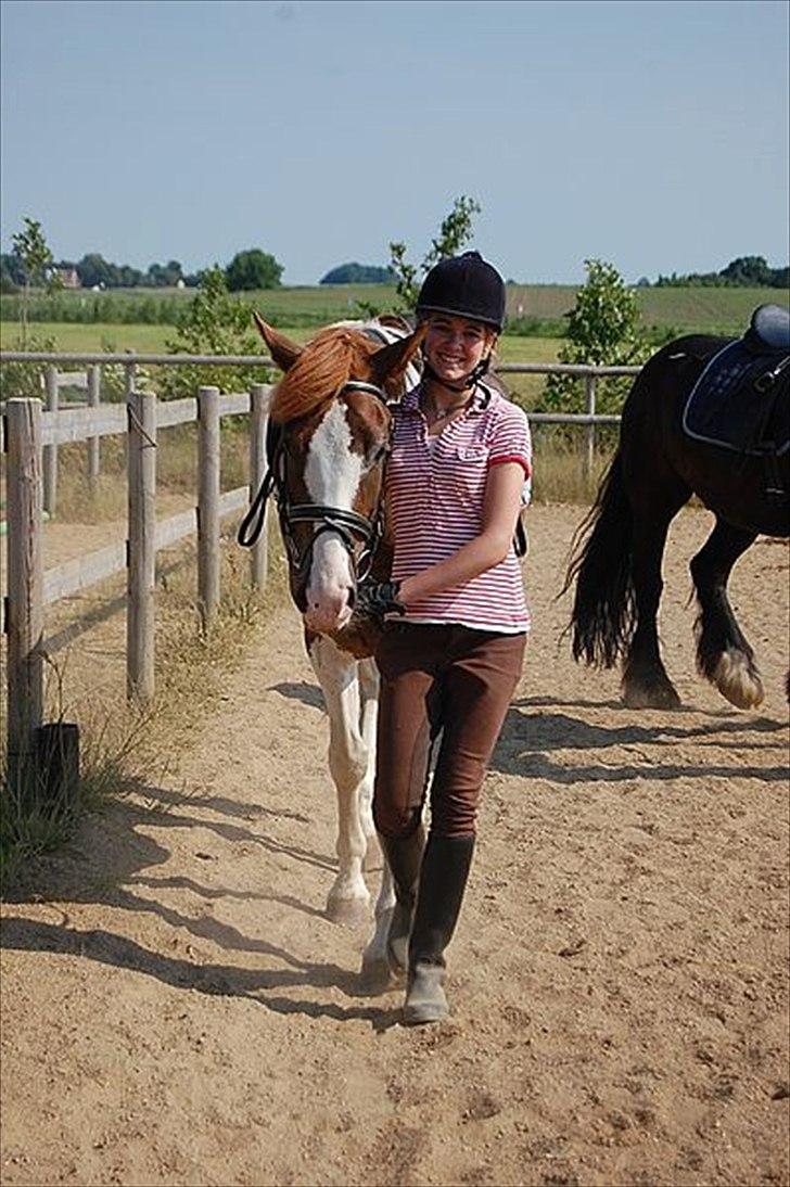 Pinto safri højgård billede 4