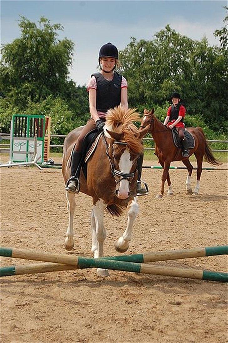 Pinto safri højgård billede 5