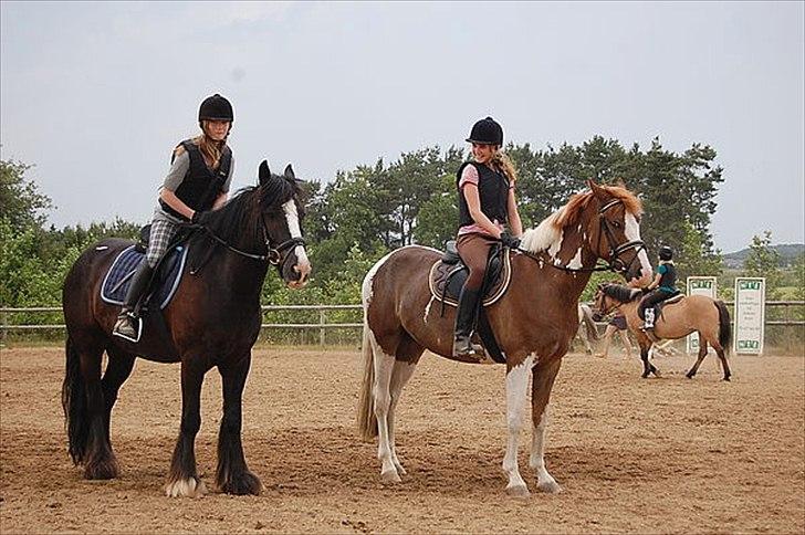 Pinto safri højgård billede 6