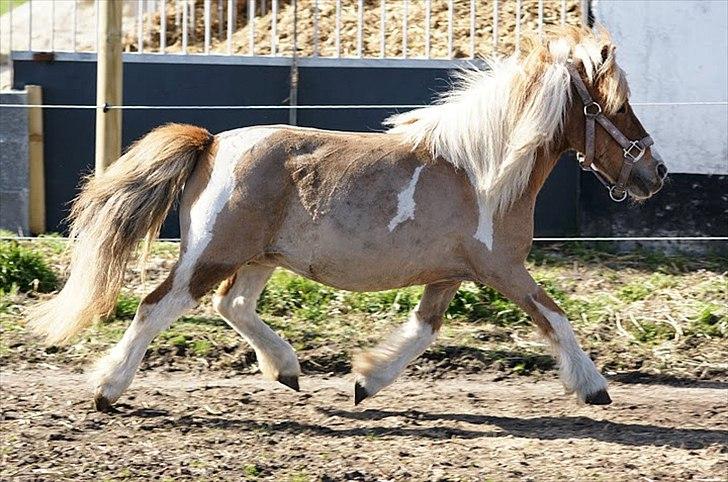 Shetlænder Ingeborg - April 2011 billede 2