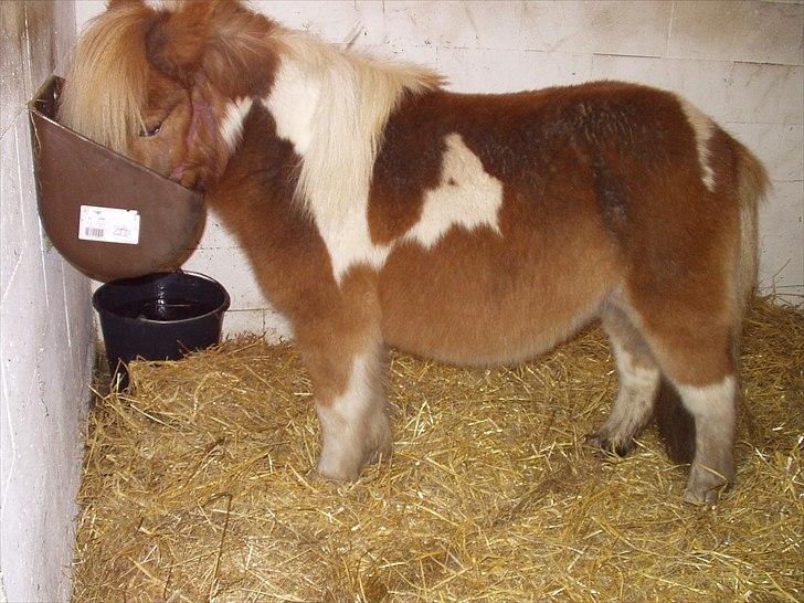 Shetlænder Ingeborg - Første aften på Haabet. Her var både lys, frisk halm og vand. billede 3