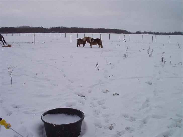 Shetlænder Ingeborg - Første fold dag. Pickwick blev helt vildt glad for sin nye dame. billede 4