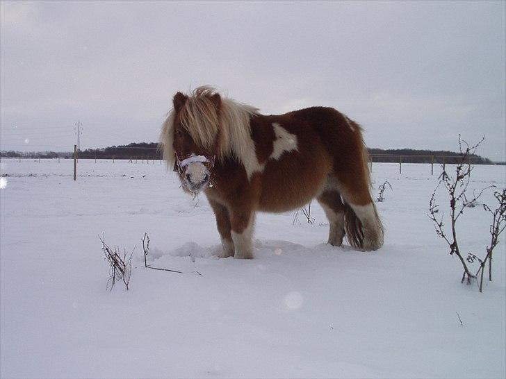 Shetlænder Ingeborg - Den lille nuller i sneen. billede 5