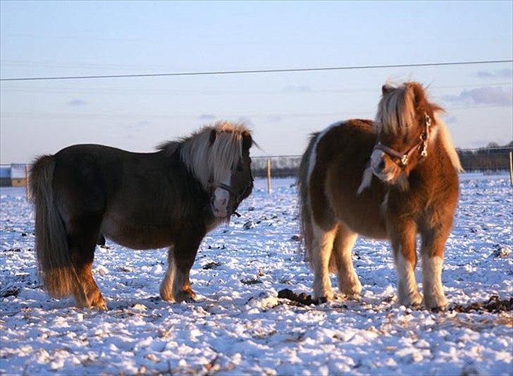 Shetlænder Ingeborg - Pickwick og Ingeborg. billede 6
