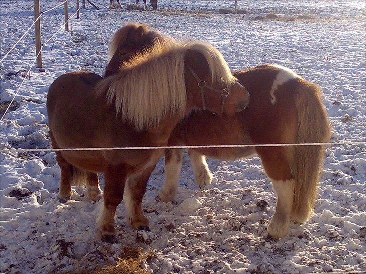 Shetlænder Ingeborg - Morgenhygge på folden. billede 7