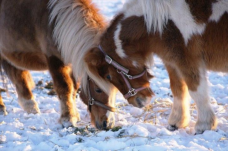 Shetlænder Ingeborg - Ingeborg er også ret glad for Pickwick. billede 8