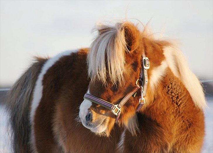 Shetlænder Ingeborg billede 9