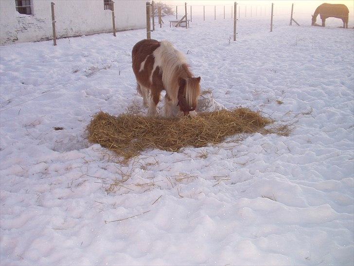Shetlænder Ingeborg billede 10