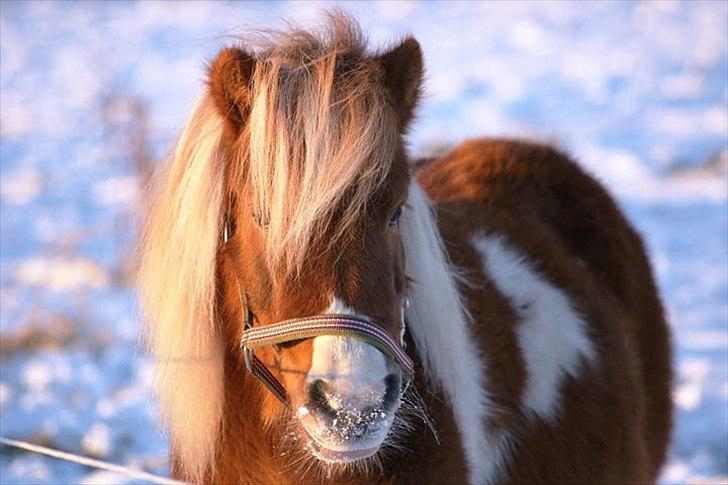 Shetlænder Ingeborg billede 11