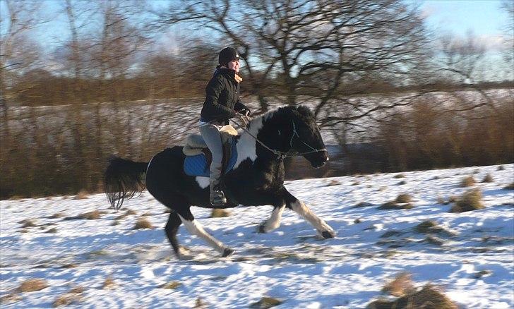 Anden særlig race Cavallo - Fuld fart frem! ;) (Vinter 2010 - Foto: Sophie) billede 2