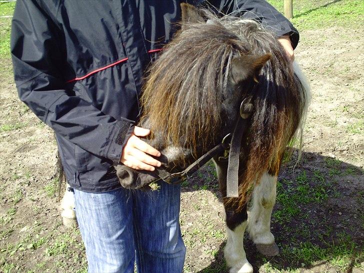 Shetlænder Helmer/Filicita~pensonist - Helmer elsker gulerødder.. billede 11