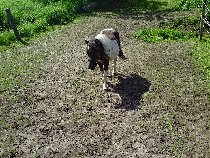Shetlænder Helmer/Filicita~pensonist - Nu kommer jeg :) billede 12