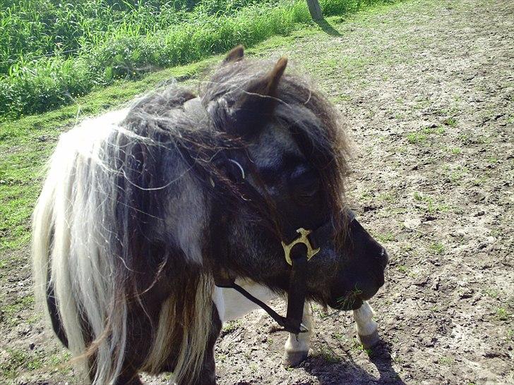Shetlænder Helmer/Filicita~pensonist - Hendes smukke hoved ;) billede 13