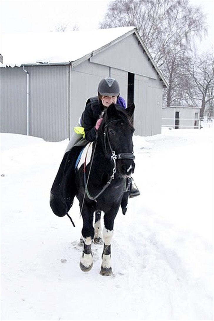 Anden særlig race Cavallo - Tihi :D (Vinter 2010 - Foto: Emma) billede 4