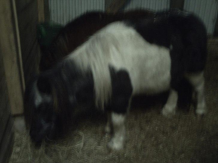 Shetlænder Helmer/Filicita~pensonist - I sin boks :) billede 14