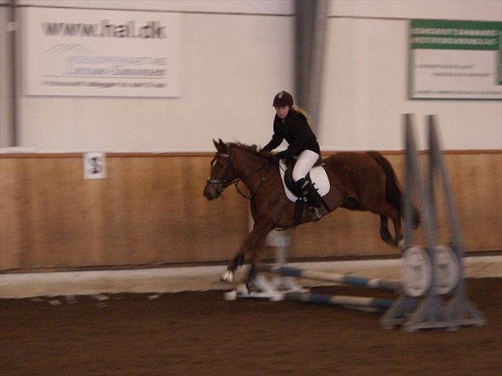 Anden særlig race Mira (Misty) - Mig og Mira til stævne d. 28/11-10 Tror det er 50 sløjfespring ! :) billede 15